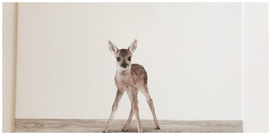 Dieren aan de wand 
