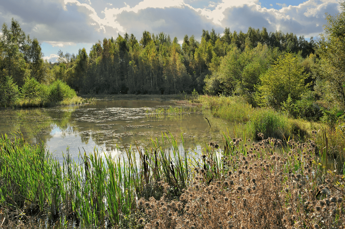 leersumse veld, heuvelrug, gelderse vallei, De Heuvelrug ontdekken vanuit huis