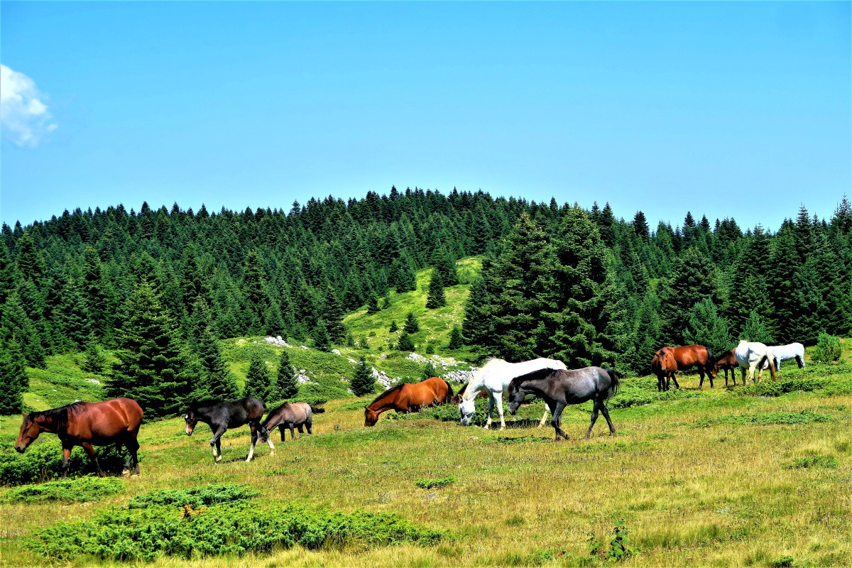 natural horsemanship