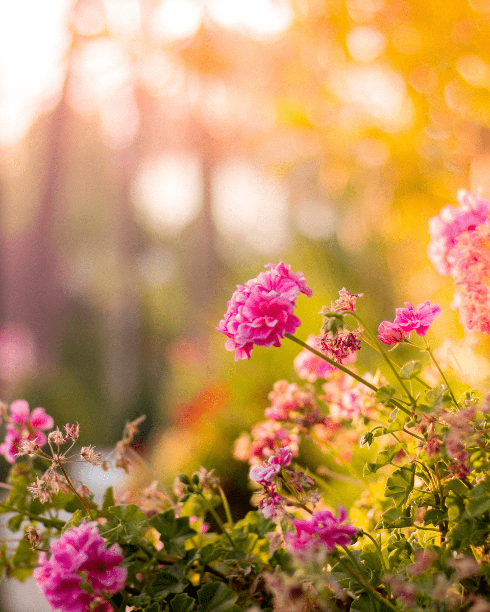 Decoreer met planten voor gezelligheid