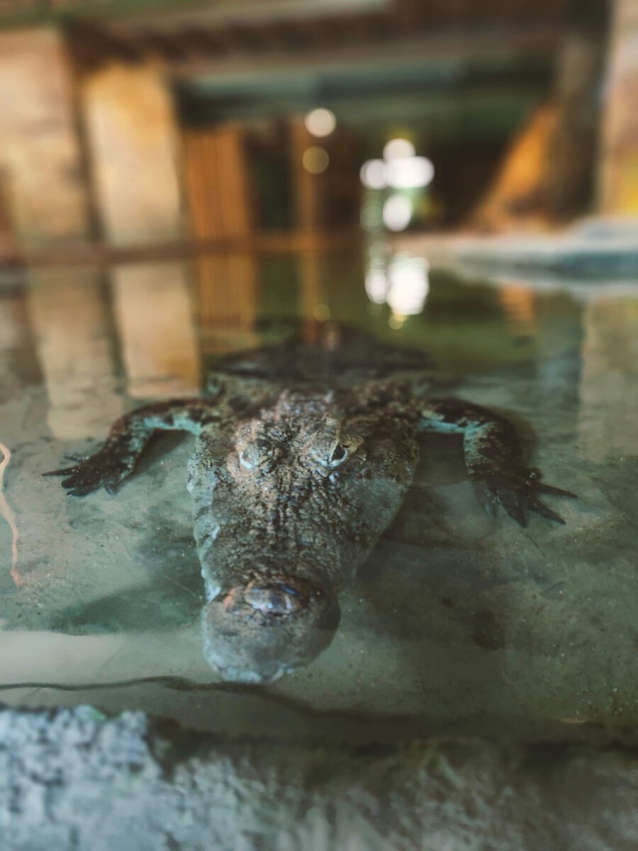 krokodil aquazoo leeuwarden