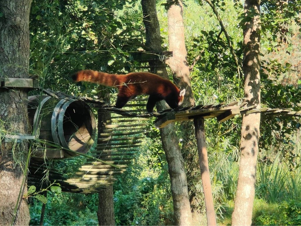 rode panda in leeuwarden