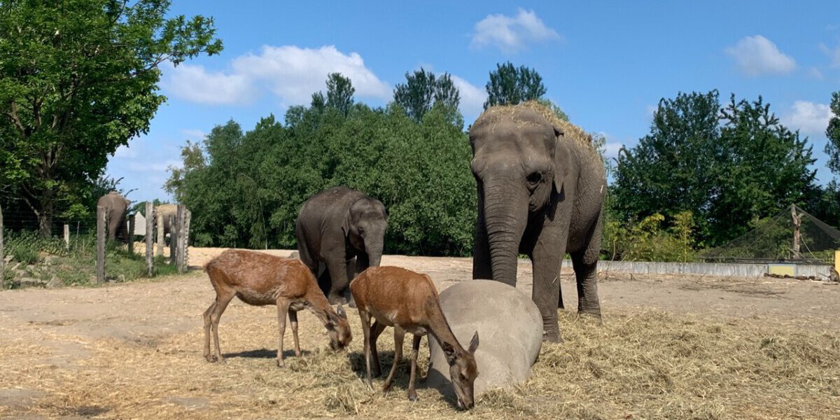 De 3 leukste dierentuinen in Brabant