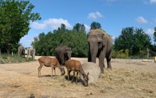 De 3 leukste dierentuinen in Brabant