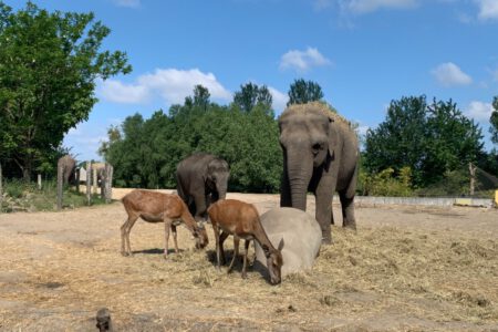 De 3 leukste dierentuinen in Brabant