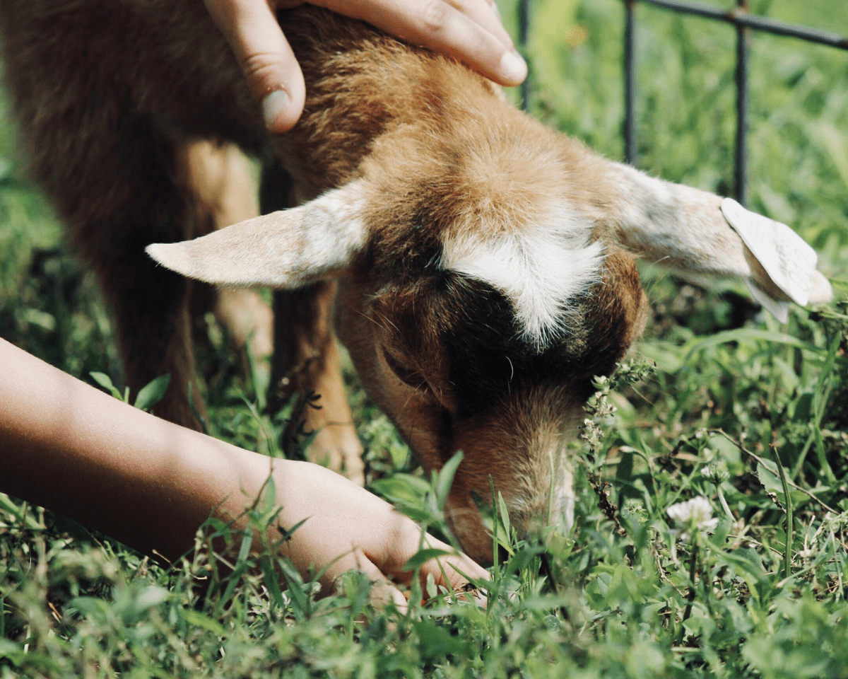 Een bezoekje aan de kinderboerderij