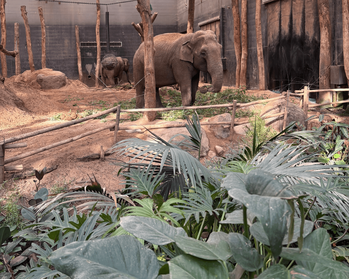 olifanten dierenpark amersfoort